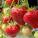Jordgubbe Omnia Garden Fragaria Ananassa Polka