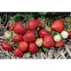 Jordgubbe Omnia Garden Fragaria Ananassa Rumba