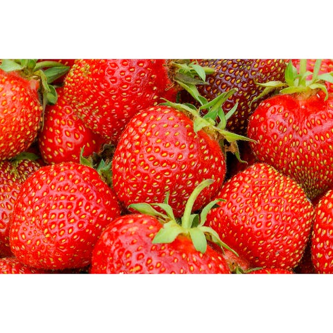 Jordgubbe Omnia Garden Fragaria Ananassa Salsa