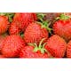 Jordgubbe Omnia Garden Fragaria Ananassa Salsa