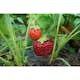 Jordgubbe Omnia Garden Fragaria Ananassa Malwina