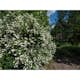 Doftschersmin Omnia Garden Philadelphus Coronarius Finn Co