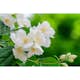 Doftschersmin Omnia Garden Philadelphus Coronarius Finn Co