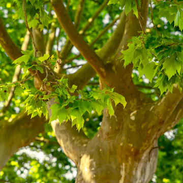 Platan Omnia Garden Platanus X Hispanica Högstam