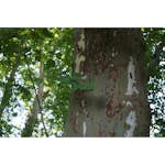 Platan Omnia Garden Platanus X Hispanica Högstam