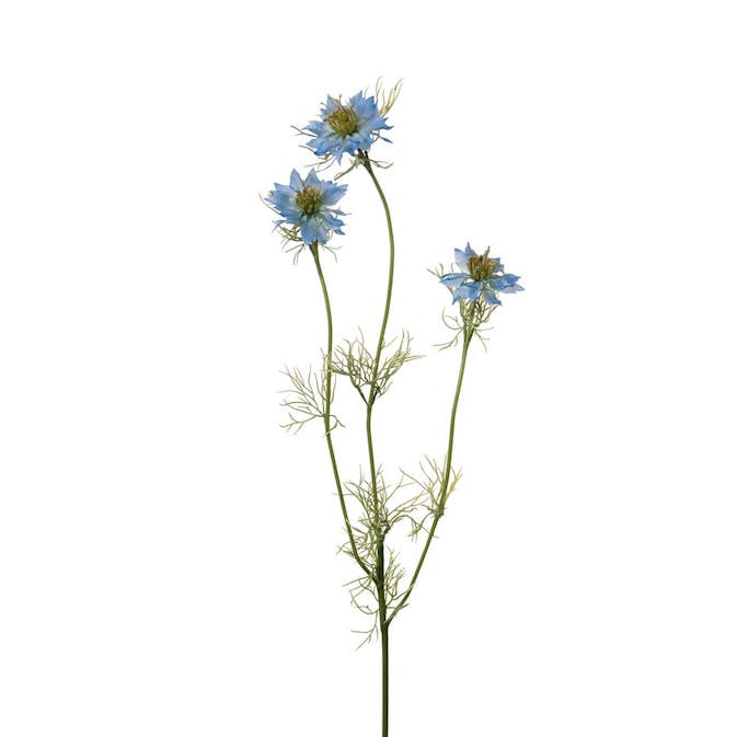 Konstväxt Fröken Fräken Nigella Blå