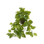 Konstväxt Fröken Fräken Gullranka Grön/Gul