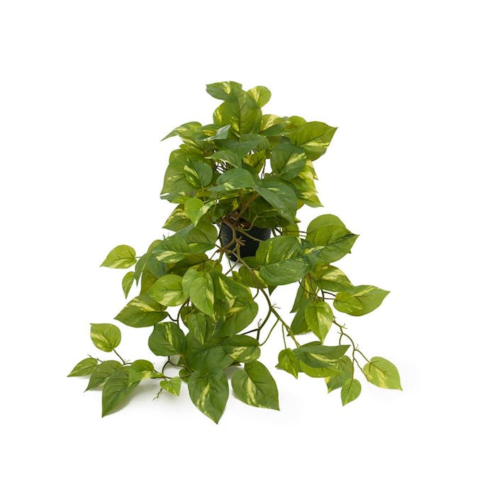 Konstväxt Fröken Fräken Gullranka Grön/Gul