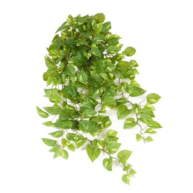 Konstväxt Fröken Fräken Gullranka Grön