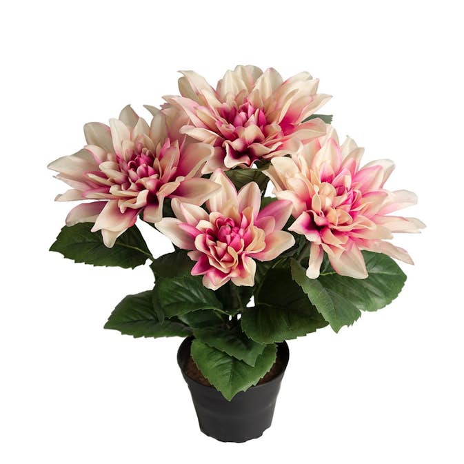 Konstväxt Fröken Fräken Dahlia 30 cm