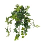 Konstväxt Fröken Fräken Murgröna Grön Hängande