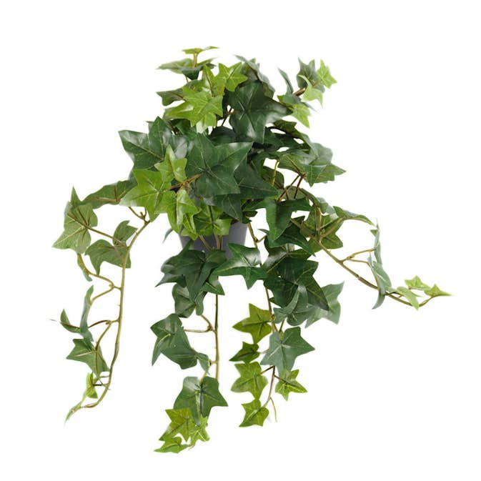 Konstväxt Fröken Fräken Murgröna Grön Hängande