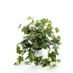 Konstväxt Fröken Fräken Murgröna Grön 30 cm