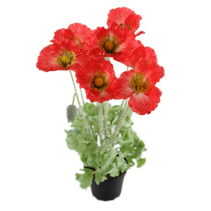 Konstväxt Fröken Fräken Vallmo 40 cm