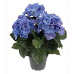 Konstväxt Fröken Fräken Hortensia 30 cm