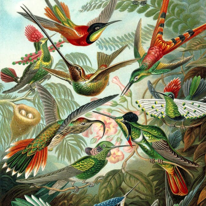 Fototapet ESTAhome Fåglar Tropiskt Djungelgrön