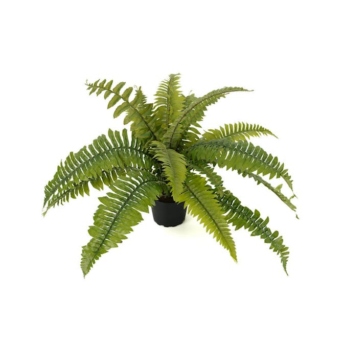 Konstväxt Fröken Fräken Ormbunke 30 cm Grön