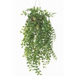 Konstväxt Fröken Fräken Pilea Grön Ampel