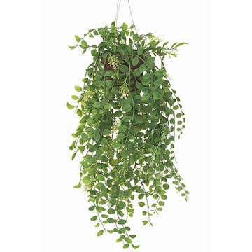 Konstväxt Fröken Fräken Pilea Grön Ampel