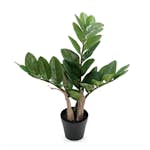 Konstväxt Fröken Fräken Zamifolia Grön