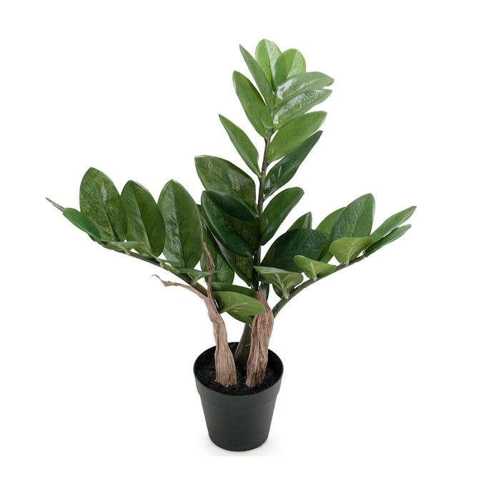 Konstväxt Fröken Fräken Zamifolia Grön