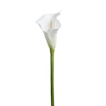 Konstväxt Fröken Fräken Calla