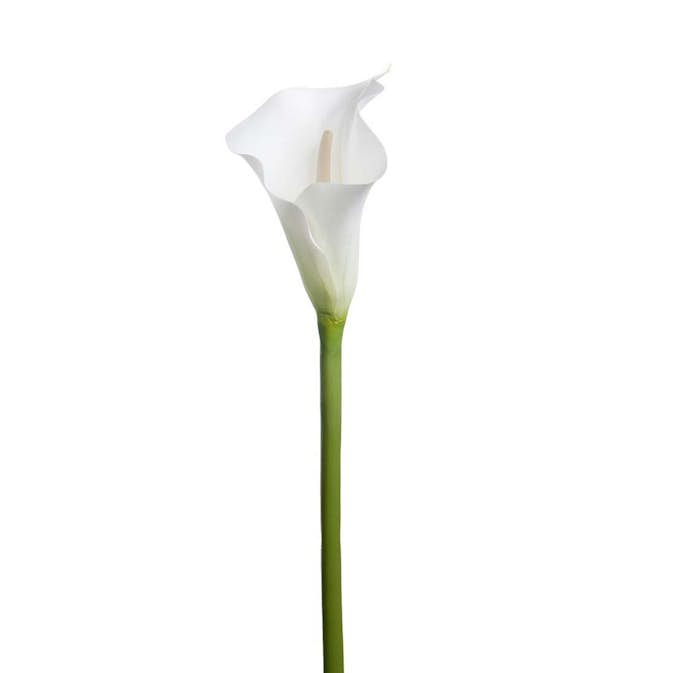 Konstväxt Fröken Fräken Calla