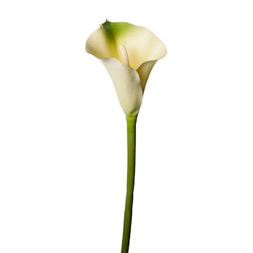 Konstväxt Fröken Fräken Calla