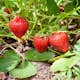 Jordgubbe Omnia Garden Fragaria Ananassa Sonata