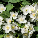 Doftschersmin Omnia Garden Philadelphus Coronarius Finn Co