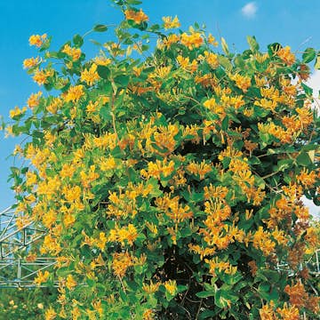 Klätterväxt Tellmanskaprifol Omnia Garden 40-60 cm