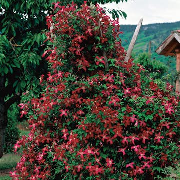 Klätterväxt Ljusvioletta Viticella Klematis Omnia Garden 40-60 cm