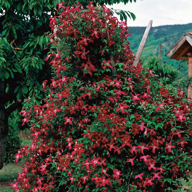 Klätterväxt Ljusvioletta Viticella Klematis Omnia Garden 40-60 cm