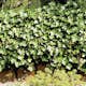 Klätterväxt Storbladig Murgröna Hedera Hibernica Omnia Garden 40-60 cm