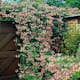 Klätterväxt Vildkaprifol Omnia Garden Lonicera Periclymenum "Serotina" 40-60 cm