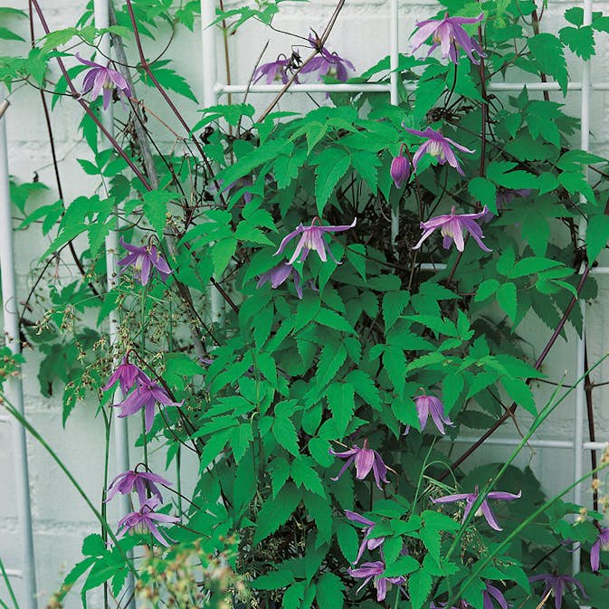 Klätterväxt Blåvioletta Alpklematis Omnia Garden 40-60 cm