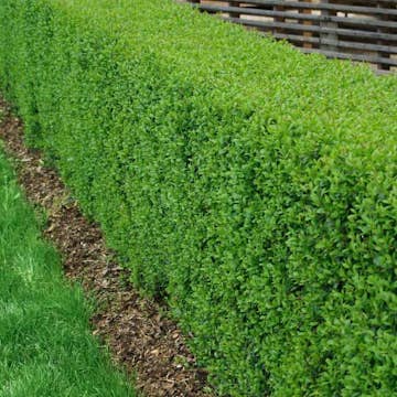 Häck Omnia Garden Vinterliguster Liga 125-150 cm