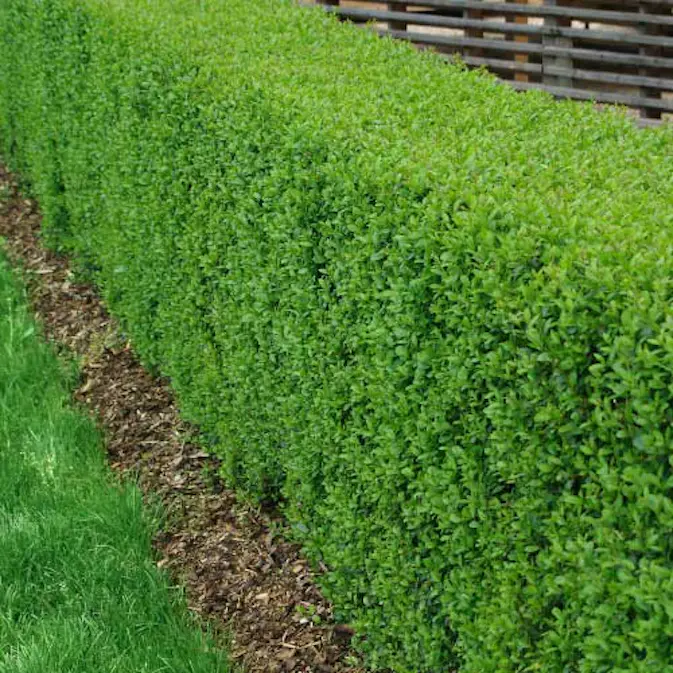 Häck Omnia Garden Vinterliguster Liga 125-150 cm