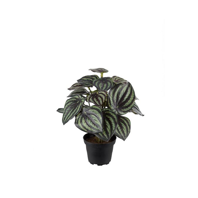 Konstväxt Fröken Fräken Peperomia Grön