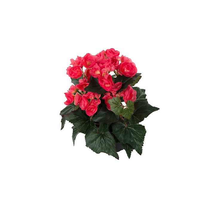 Konstväxt Fröken Fräken Begonia