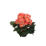 Konstväxt Fröken Fräken Begonia