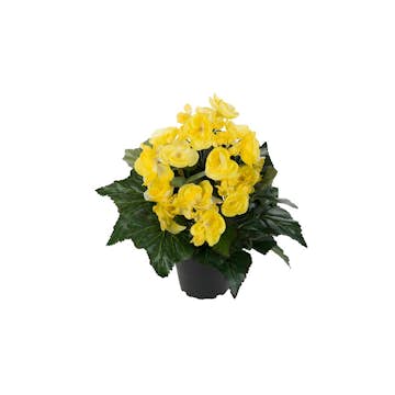 Konstväxt Fröken Fräken Begonia