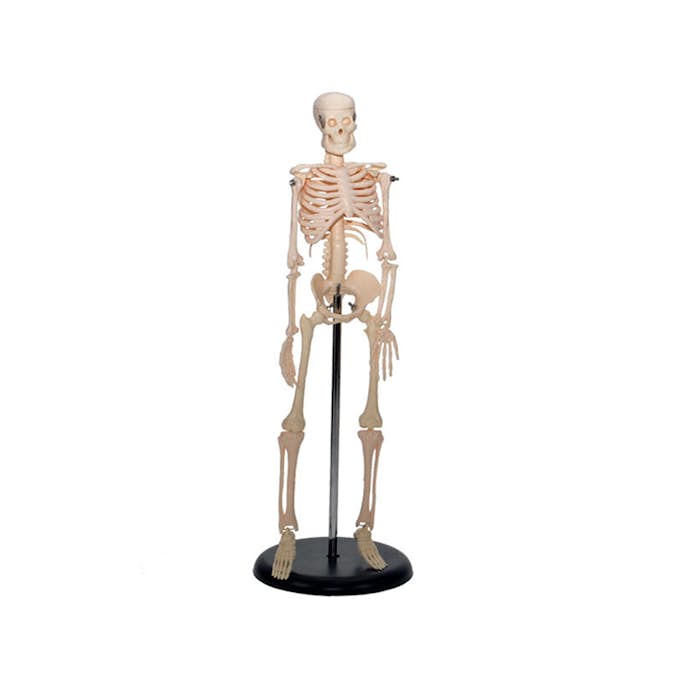 Skelett ABA Skol 45 cm