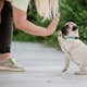 Fästingskydd TICKLESS Mini Hund Radie 2,5 m
