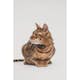 Fästingskydd TICKLESS Mini Katt Radie 2,5 m
