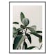 Poster Gallerix Rubber Plant