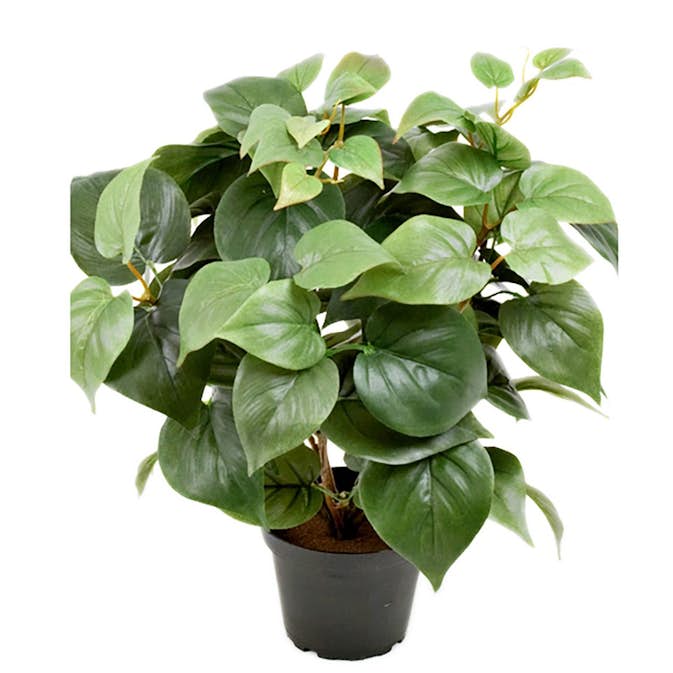 Konstväxt Fröken Fräken Philodendron Grön