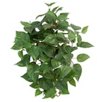 Konstväxt Fröken Fräken Gullranka 25 cm Grön