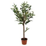 Konstväxt Fröken Fräken Oliv Mörkgrön Stam