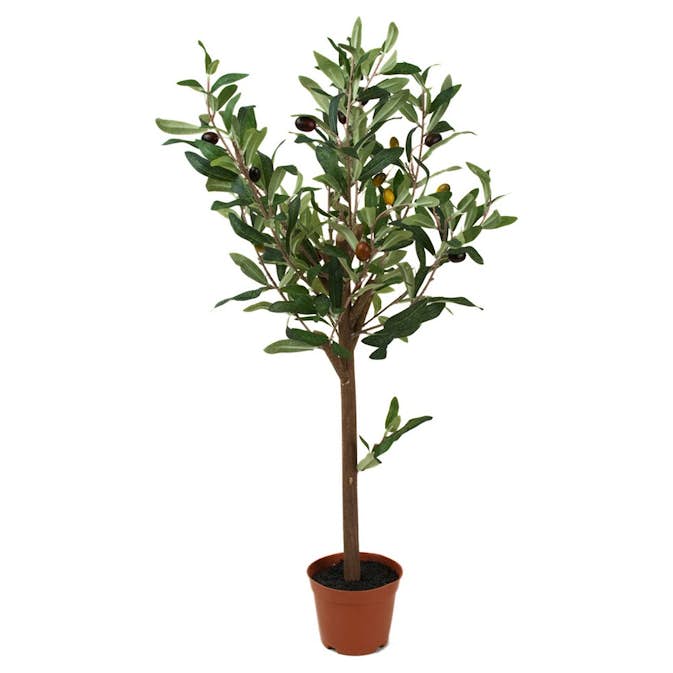 Konstväxt Fröken Fräken Oliv Mörkgrön Stam
